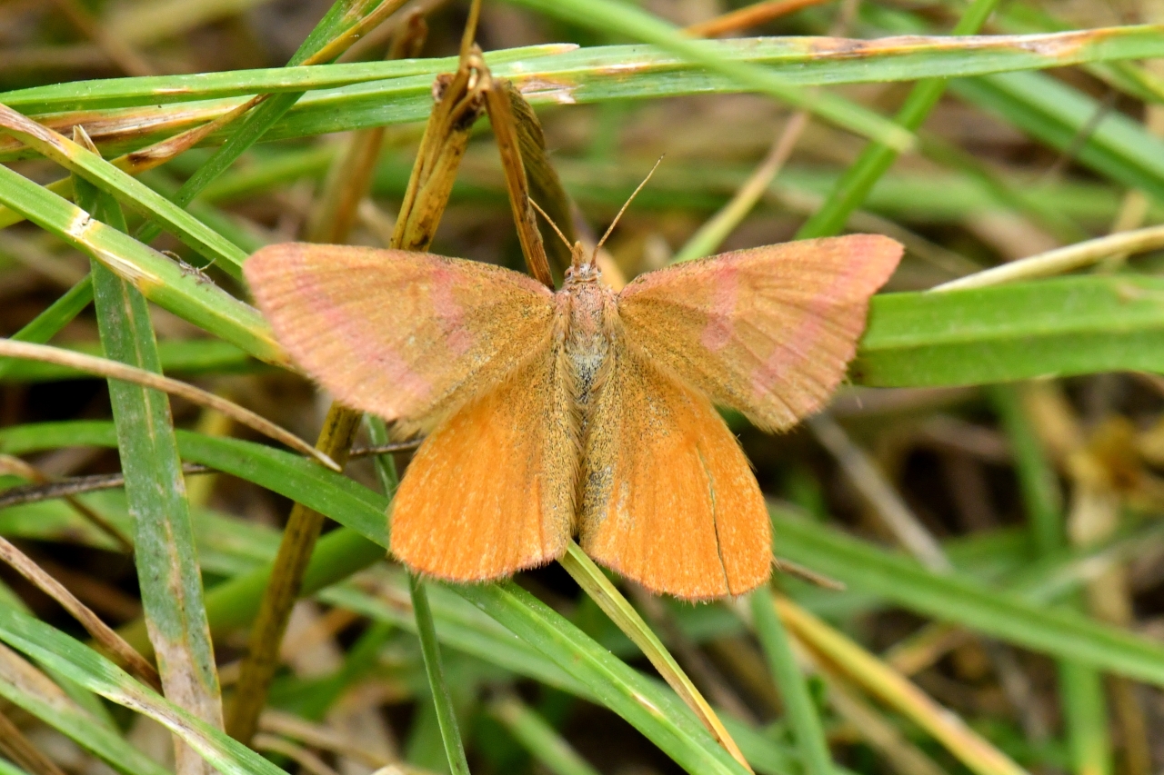 Lythria purpuraria (Linnaeus, 1758) - Ensanglantée des Renouées (femelle)