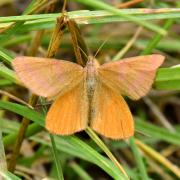 Lythria purpuraria (Linnaeus, 1758) - Ensanglantée des Renouées (femelle)