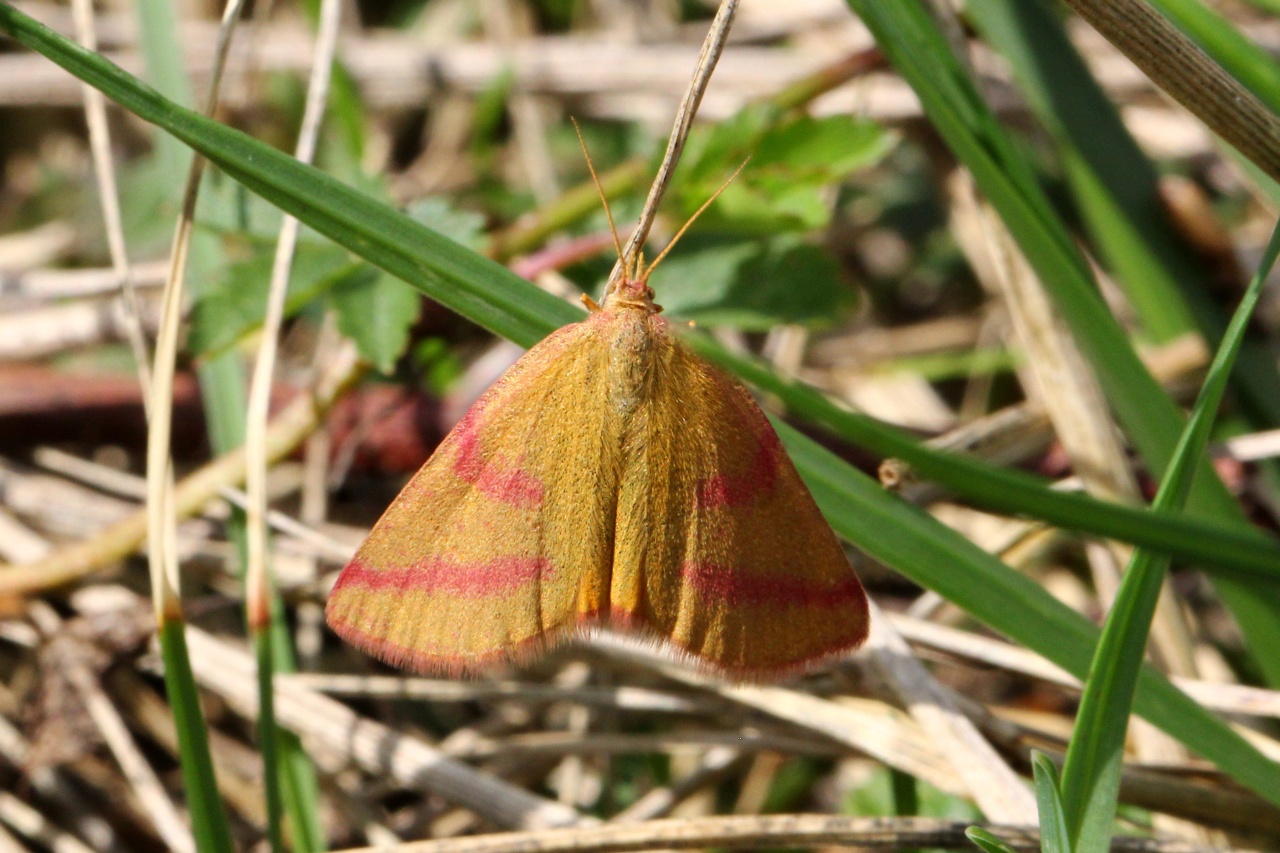 Lythria purpuraria (Linnaeus, 1758) - Ensanglantée des Renouées (femelle)