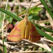 Lythria purpuraria (Linnaeus, 1758) - Ensanglantée des Renouées (femelle)