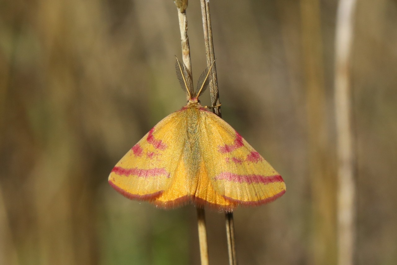 Lythria purpuraria (Linnaeus, 1758) - Ensanglantée des Renouées (mâle)