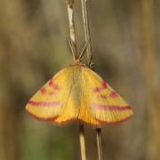 Lythria purpuraria (Linnaeus, 1758) - Ensanglantée des Renouées (mâle)