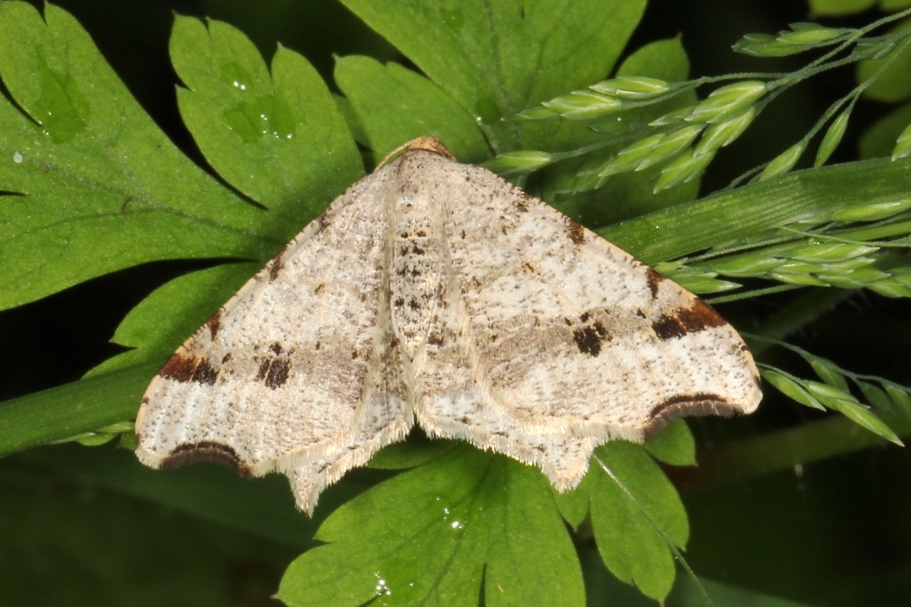 Macaria alternata (Denis & Schiffermüller, 1775) - Philobie alternée 