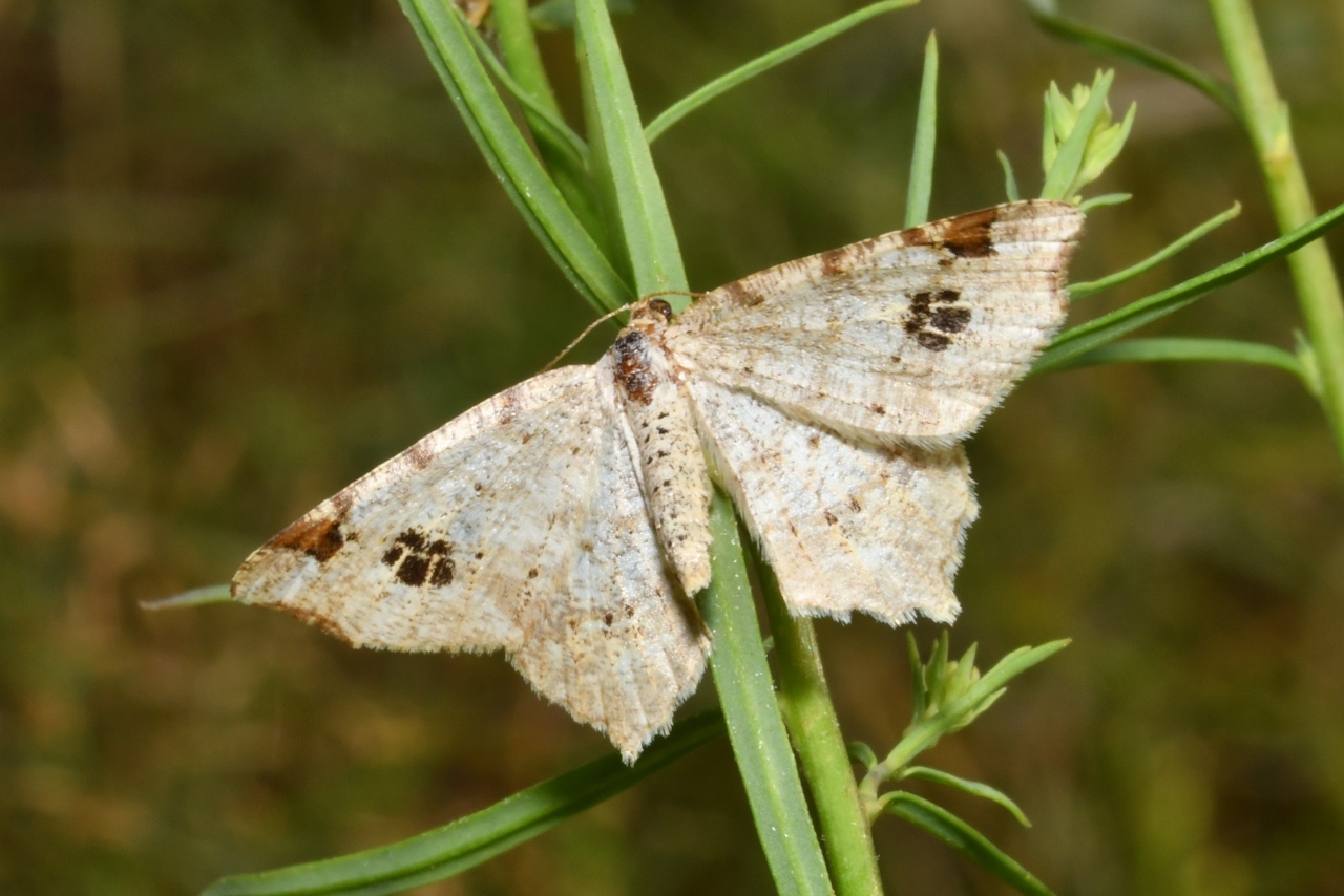 Macaria notata (Linnaeus, 1758) - Philobie tachetée