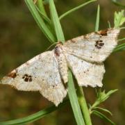 Macaria notata (Linnaeus, 1758) - Philobie tachetée