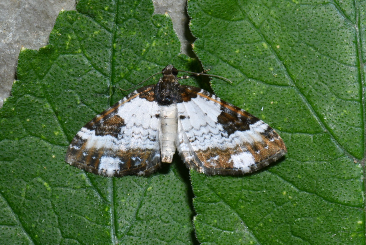 Melanthia procellata (Denis & Schiffermüller, 1775) - Mélanthie pie 