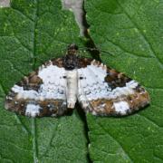 Melanthia procellata (Denis & Schiffermüller, 1775) - Mélanthie pie 