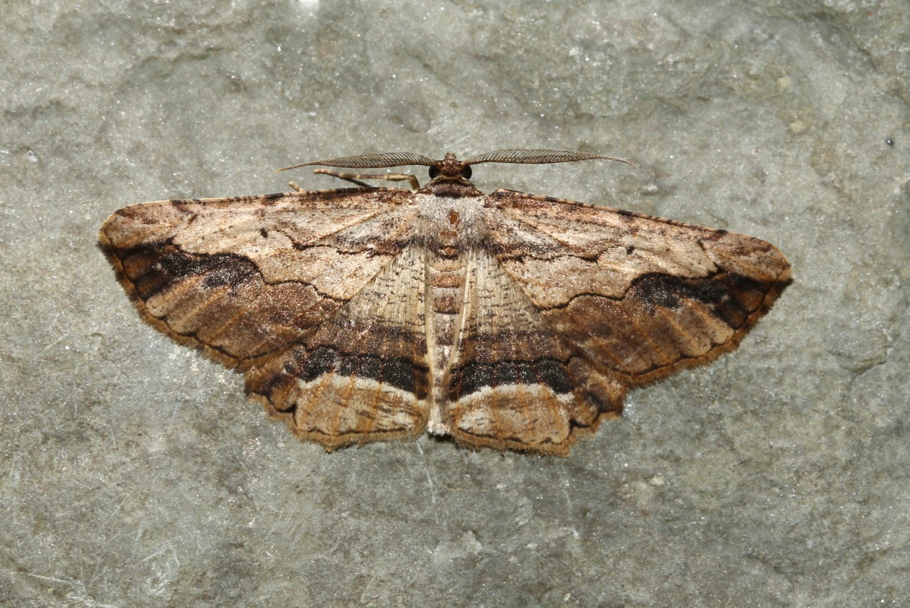 Menophra abruptaria (Thunberg, 1792) - Boarmie pétrifiée