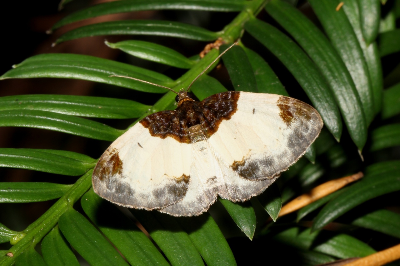 Mesoleuca albicillata (Linnaeus, 1758) - Phalène de la ronce, Blanchâtre