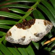Mesoleuca albicillata (Linnaeus, 1758) - Phalène de la ronce, Blanchâtre
