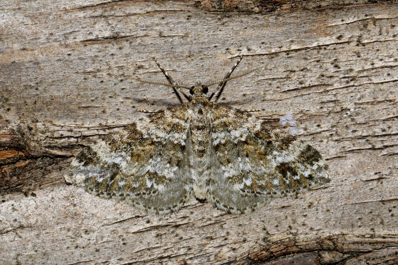 Mesotype didymata (Linnaeus, 1758) - Eubolie âpre, Périzome des Myrtilles 