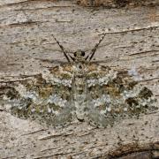 Mesotype didymata (Linnaeus, 1758) - Eubolie âpre, Périzome des Myrtilles 