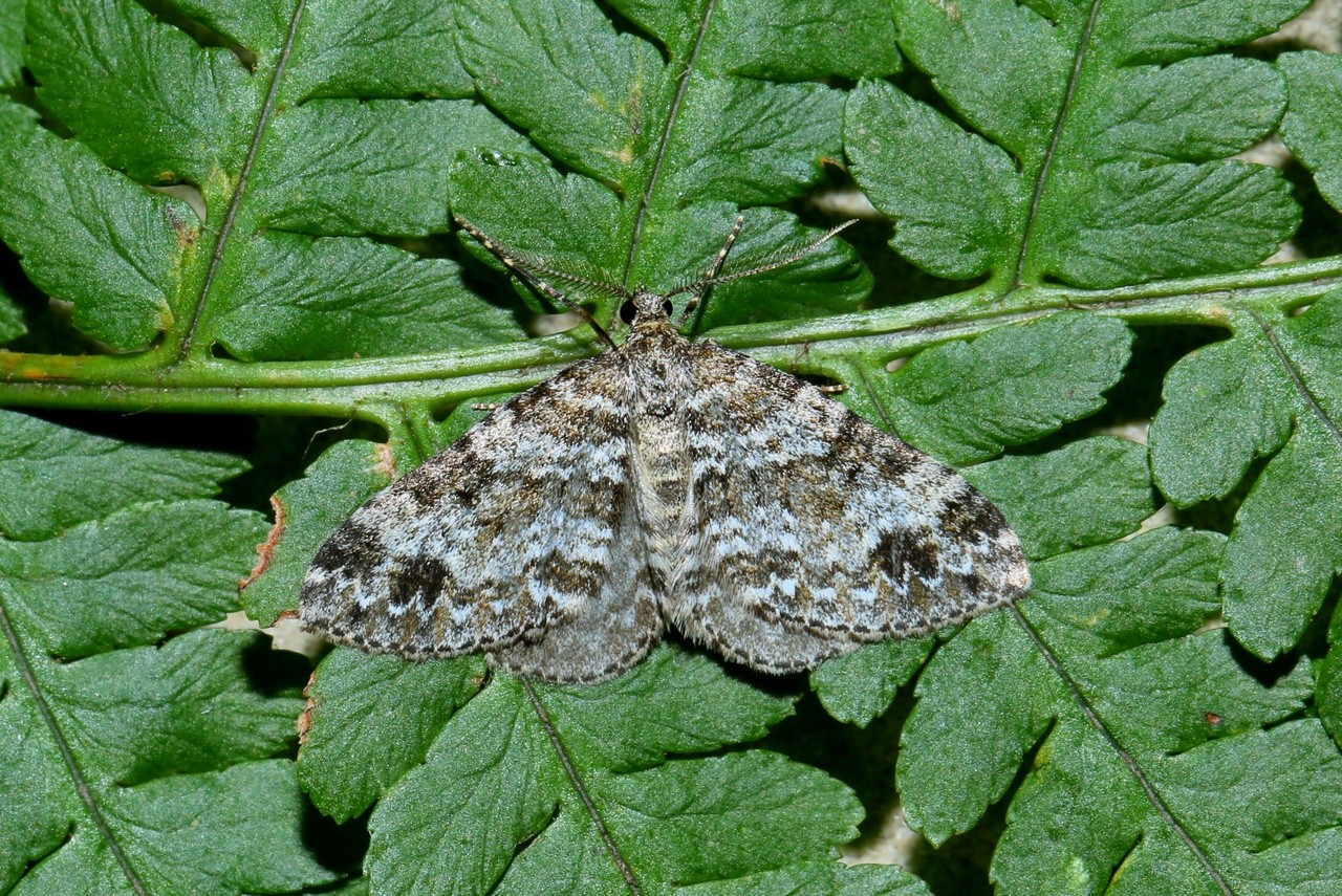 Mesotype didymata (Linnaeus, 1758) - Eubolie âpre, Périzome des Myrtilles (mâle)