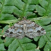 Mesotype didymata (Linnaeus, 1758) - Eubolie âpre, Périzome des Myrtilles (mâle)