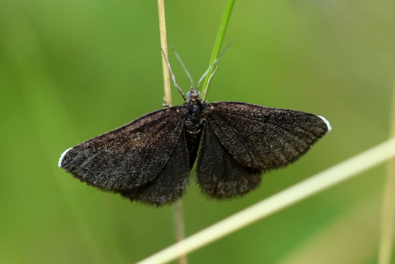 Odezia atrata (Linnaeus, 1758) - Ramoneur, Tanagre du Cerfeuil