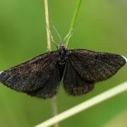 Odezia atrata (Linnaeus, 1758) - Ramoneur, Tanagre du Cerfeuil