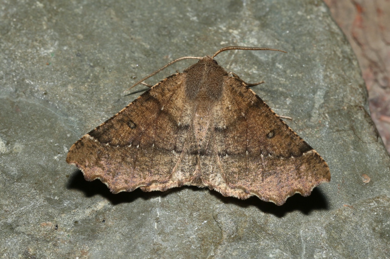 Odontopera bidentata (Clerck, 1759) - Ennomos dentelée