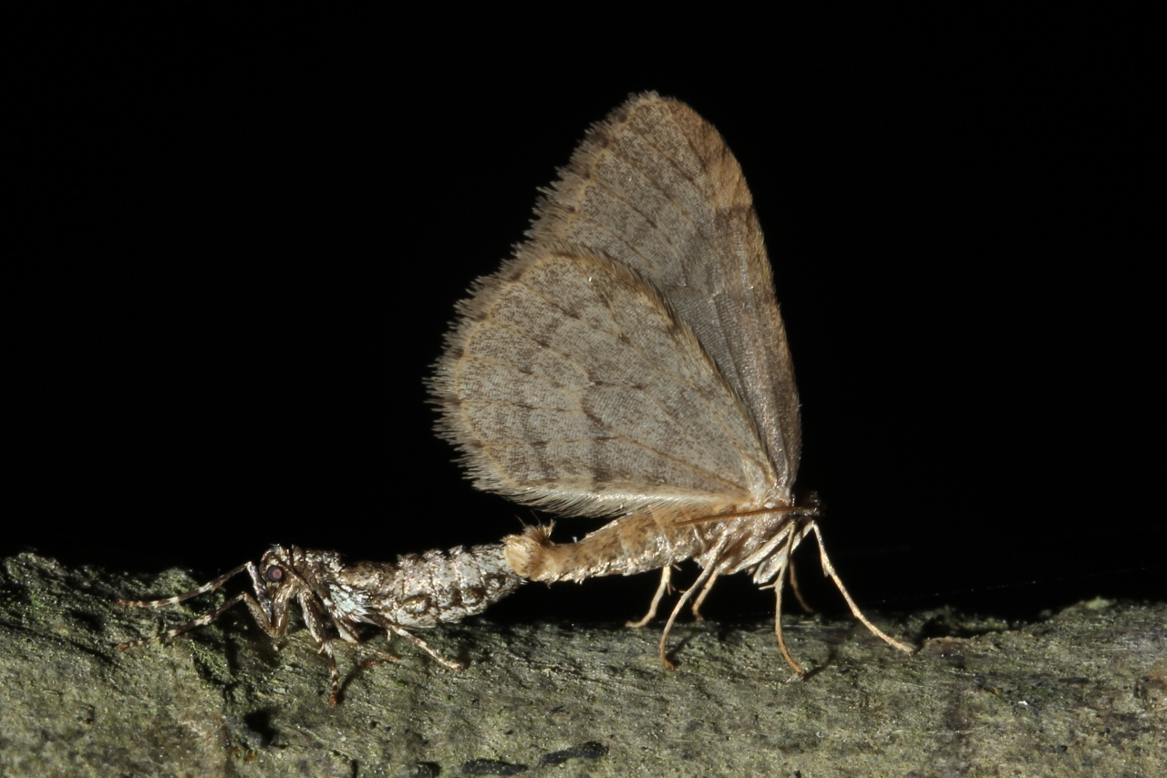 Operophtera brumata (Linnaeus, 1758) - Phalène brumeuse, Cheimatobie hiémale  (accouplt)