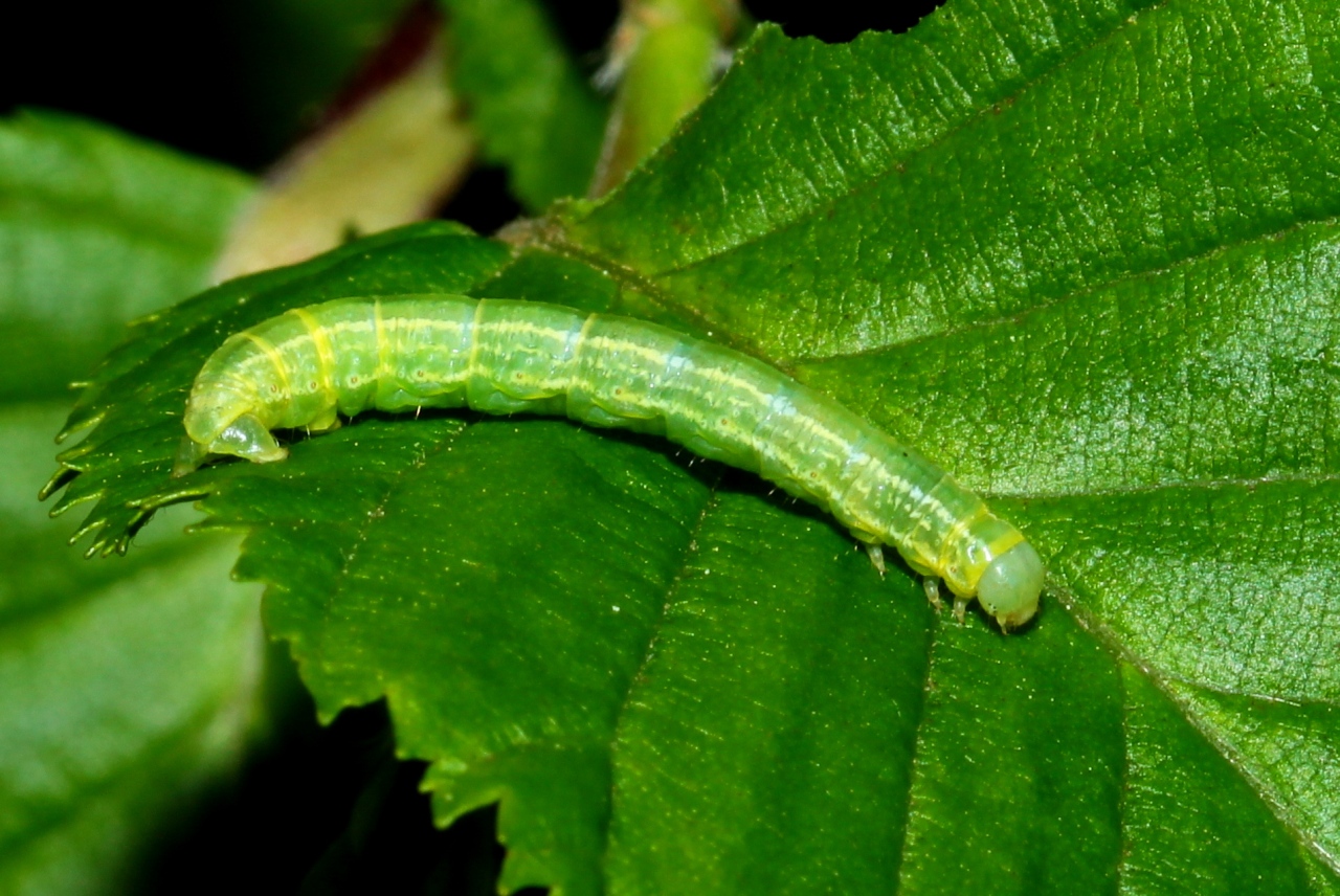 Operophtera brumata (Linnaeus, 1758) - Phalène brumeuse, Cheimatobie hiémale (chenille)