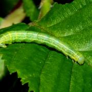 Operophtera brumata (Linnaeus, 1758) - Phalène brumeuse, Cheimatobie hiémale (chenille)