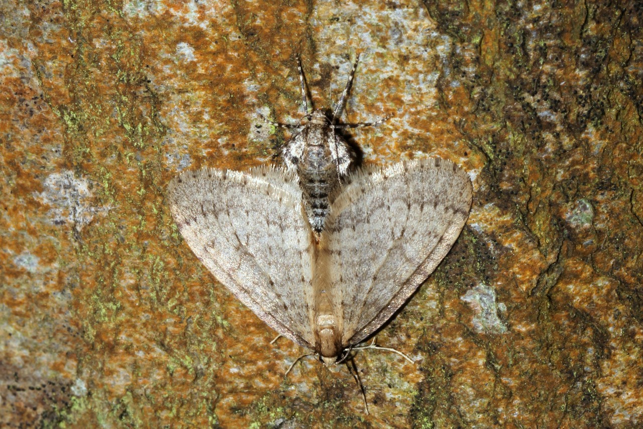 Operophtera brumata (Linnaeus, 1758) - Phalène brumeuse, Cheimatobie hiémale  (accouplt)