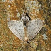 Operophtera brumata (Linnaeus, 1758) - Phalène brumeuse, Cheimatobie hiémale  (accouplt)