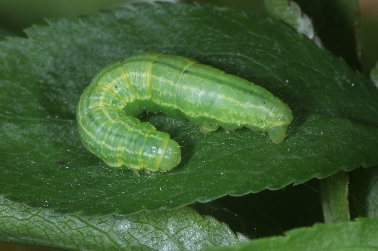 Operophtera brumata (Linnaeus, 1758) - Phalène brumeuse, Cheimatobie hiémale (chenille)