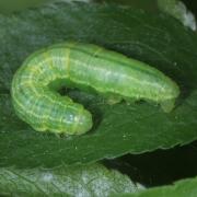 Operophtera brumata (Linnaeus, 1758) - Phalène brumeuse, Cheimatobie hiémale (chenille)