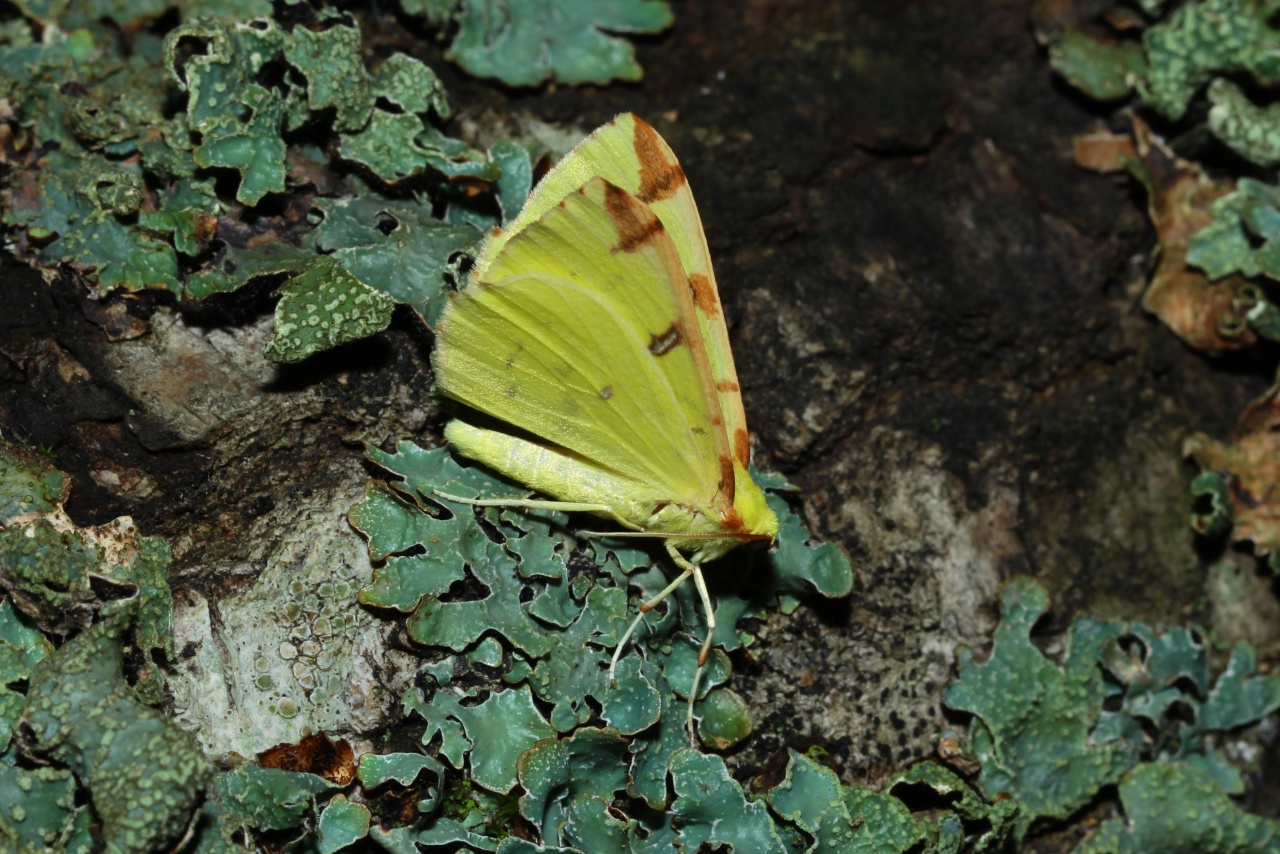 Opisthograptis luteolata (Linnaeus, 1758) - Citronnelle rouillée, Phalène de l'Alisier