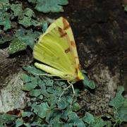 Opisthograptis luteolata (Linnaeus, 1758) - Citronnelle rouillée, Phalène de l'Alisier