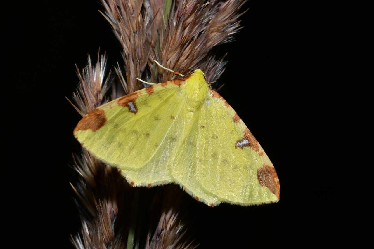 Opisthograptis luteolata (Linnaeus, 1758) - Citronnelle rouillée, Phalène de l'Alisier 