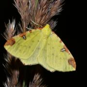 Opisthograptis luteolata (Linnaeus, 1758) - Citronnelle rouillée, Phalène de l'Alisier 