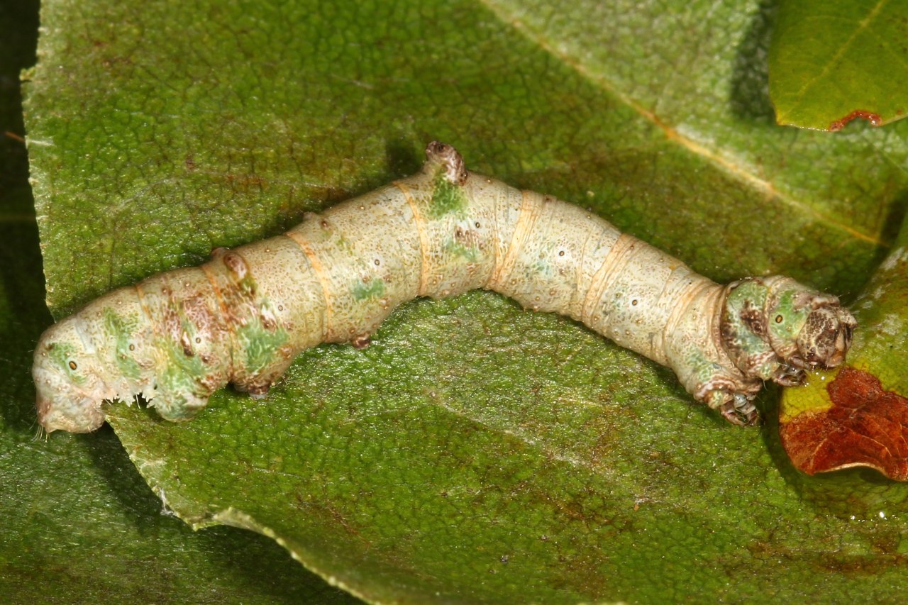 Opisthograptis luteolata (Linnaeus, 1758) - Citronnelle rouillée (chenille)