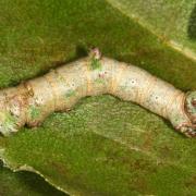 Opisthograptis luteolata (Linnaeus, 1758) - Citronnelle rouillée (chenille)