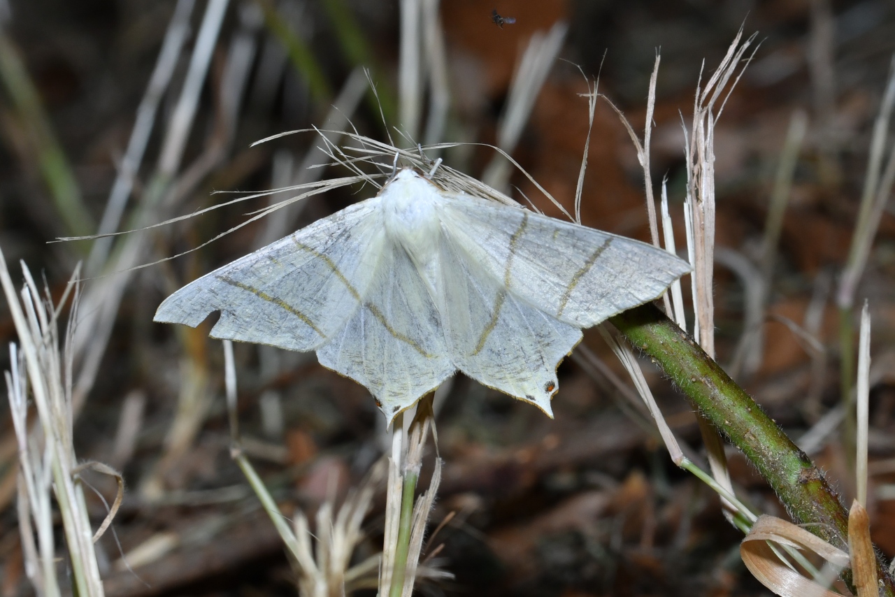 Ourapteryx sambucaria (Linnaeus, 1758) - Phalène du Sureau