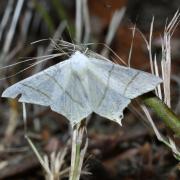 Ourapteryx sambucaria (Linnaeus, 1758) - Phalène du Sureau