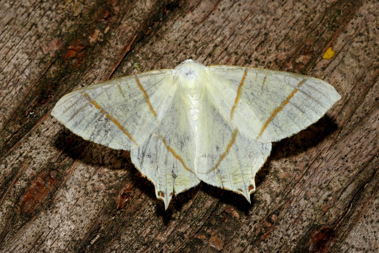 Ourapteryx sambucaria (Linnaeus, 1758) - Phalène du Sureau