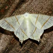 Ourapteryx sambucaria (Linnaeus, 1758) - Phalène du Sureau