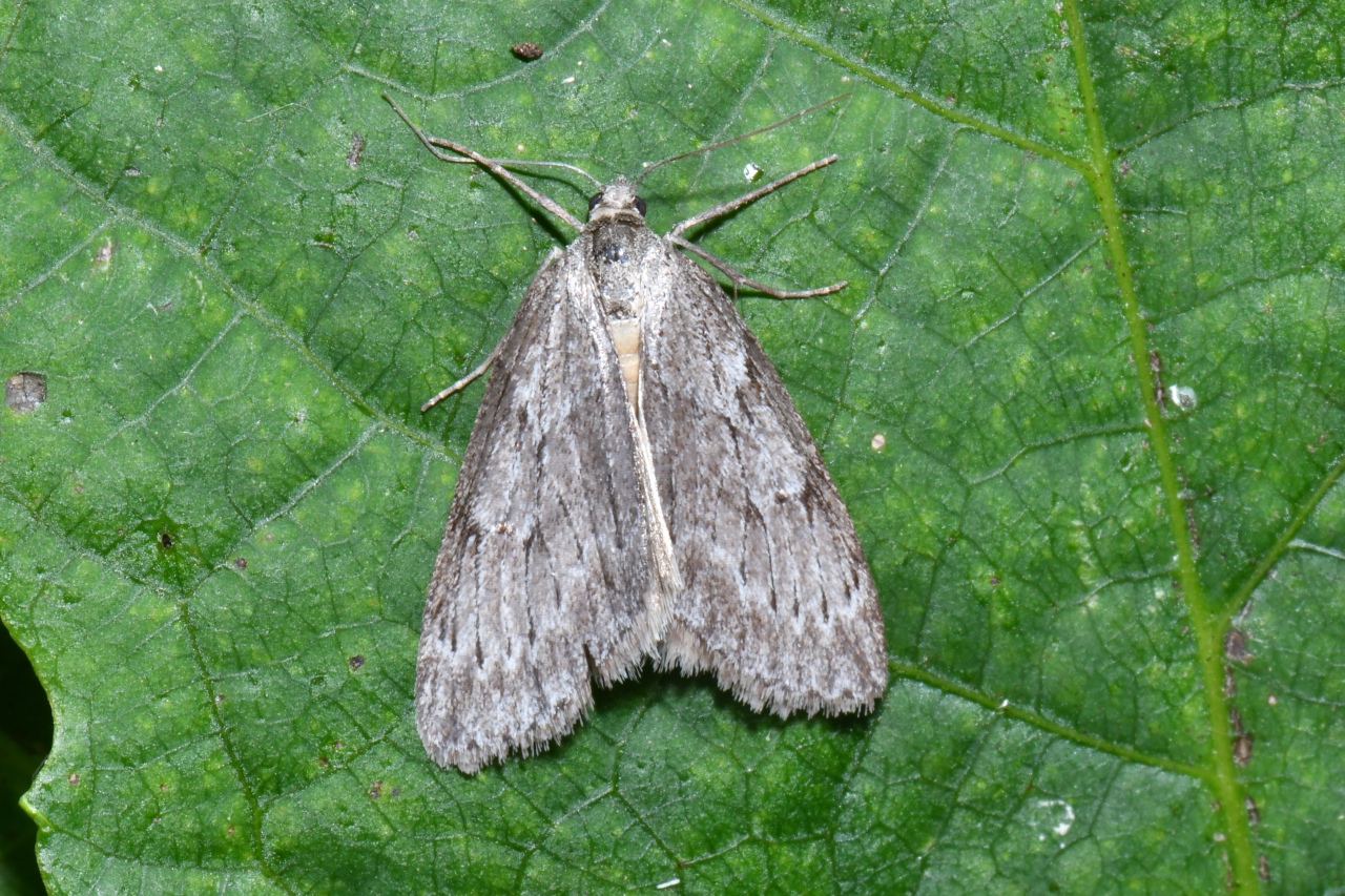 Pachycnemia hippocastanaria (Hübner, 1799) - Callunaire, Pachycnémie des Callunes