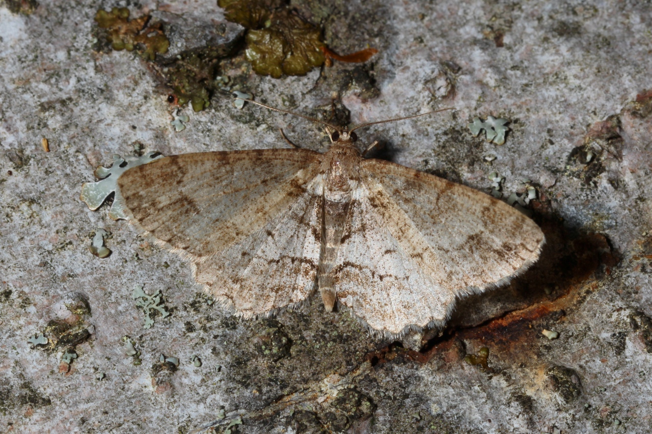 Paradarisa consonaria (Hübner, 1799) - Boarmie du Tilleul, Boarmie convenable