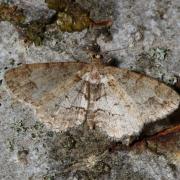 Paradarisa consonaria (Hübner, 1799) - Boarmie du Tilleul, Boarmie convenable