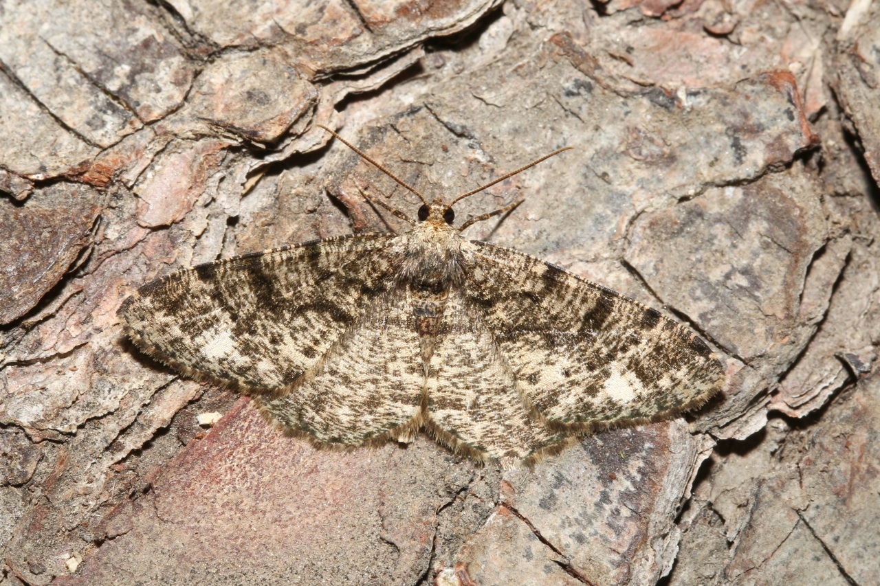 Parectropis similaria (Hufnagel, 1767) - Boarmie frottée, Boarmie sylvatique