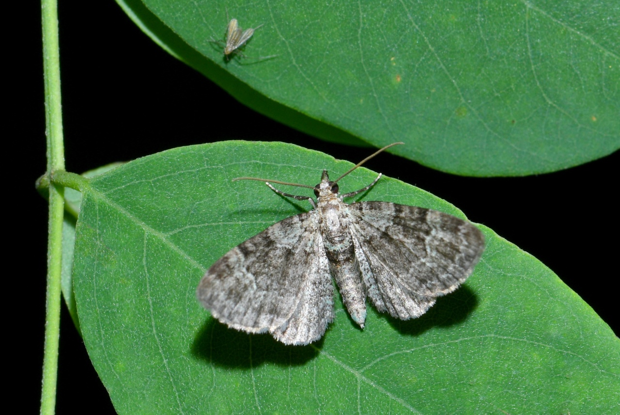 Pasiphila rectangulata (Linnaeus, 1758) - Eupithécie rectangulaire