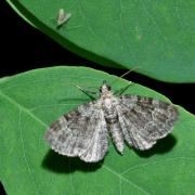 Pasiphila rectangulata (Linnaeus, 1758) - Eupithécie rectangulaire