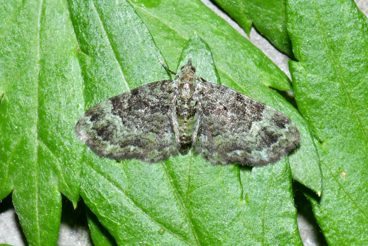 Pasiphila rectangulata (Linnaeus, 1758) - Eupithécie rectangulaire