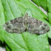 Pasiphila rectangulata (Linnaeus, 1758) - Eupithécie rectangulaire