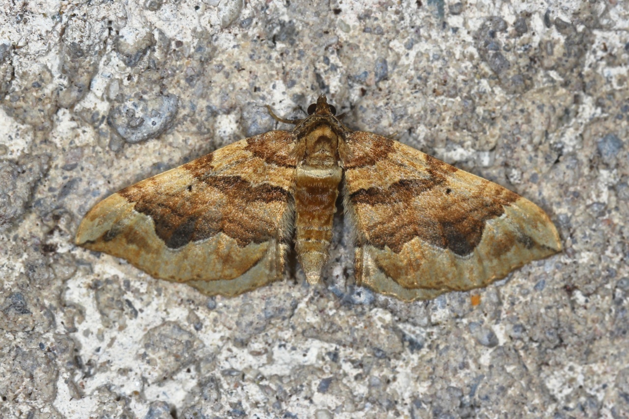 Pelurga comitata (Linnaeus, 1758) - Cidarie accompagnée, Phalène de la patte-d'oie