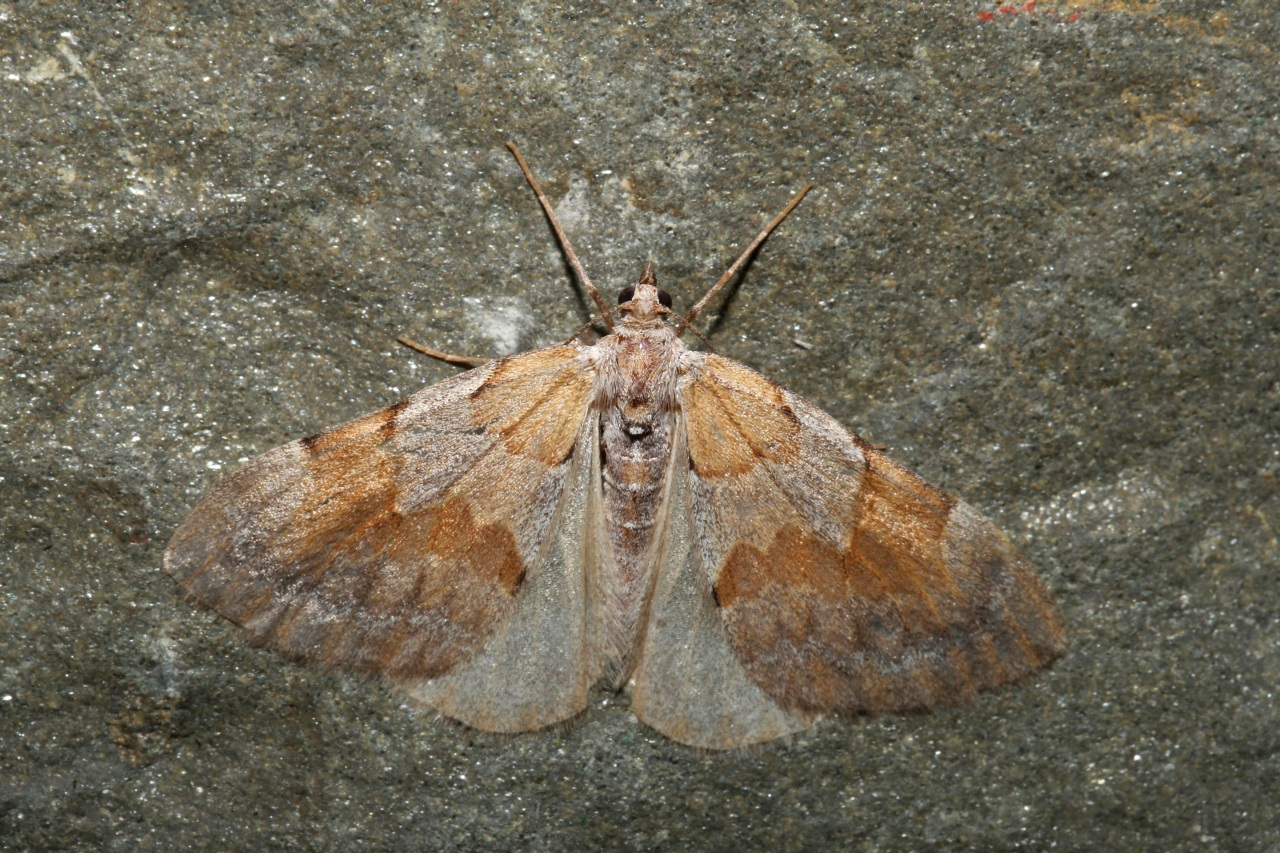 Pennithera firmata (Hübner, 1822) - Corythée pectinée