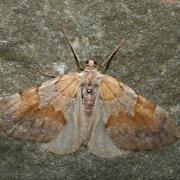Pennithera firmata (Hübner, 1822) - Corythée pectinée