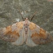 Pennithera firmata (Hübner, 1822) - Corythée pectinée